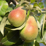 Beurre Giffard pear