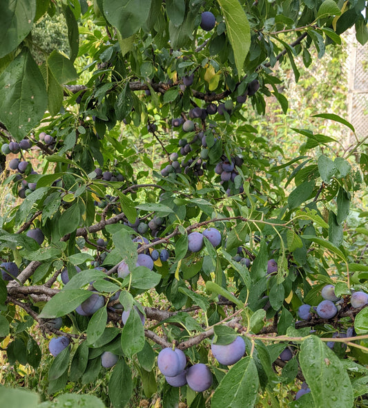 Mount Royal plum