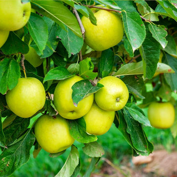 Mutsu apple