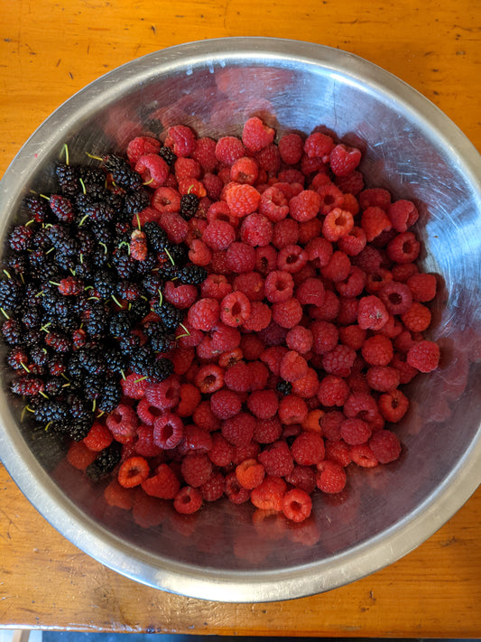 Raspberry canes