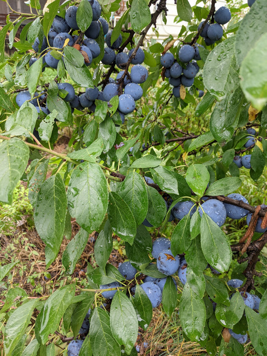 Early Italian plum