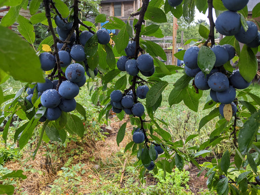 Early Italian plum