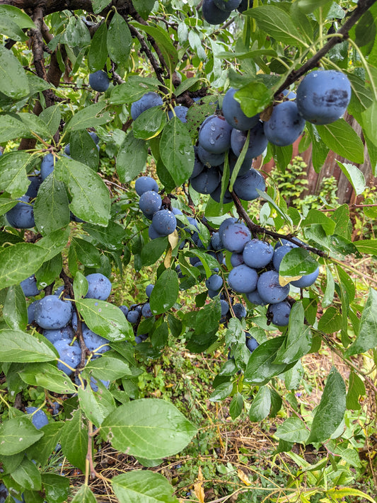 Mount Royal plum