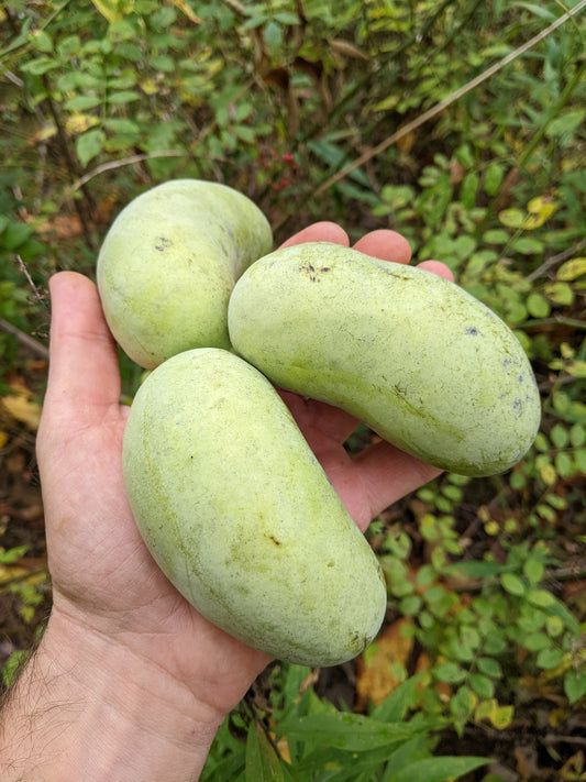 Pawpaw trees