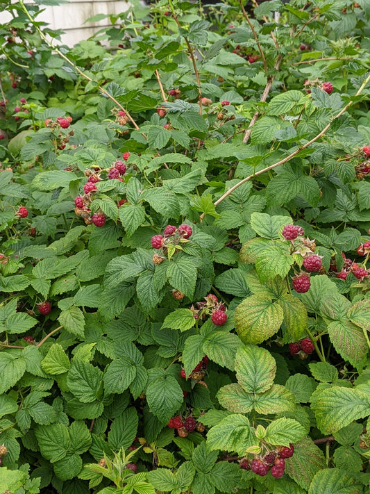 Raspberry canes