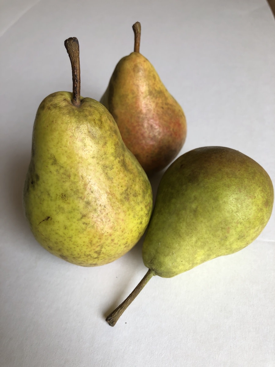 Harrow Delight European Pear – The Urban Orchardist